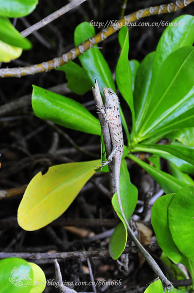 马尔代夫景点图片