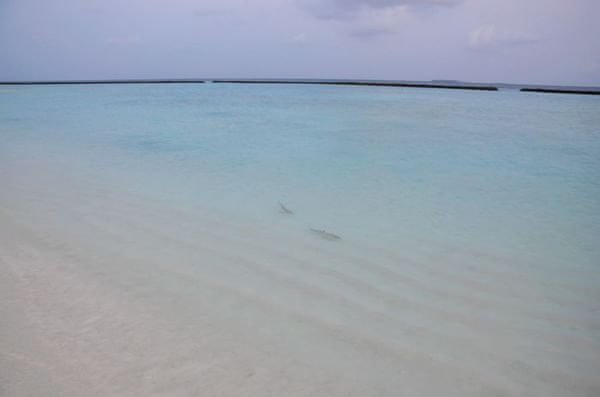 马尔代夫旅游攻略图片 马尔代夫旅游攻略图片