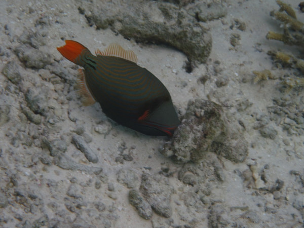 马尔代夫图片 马尔代夫图片