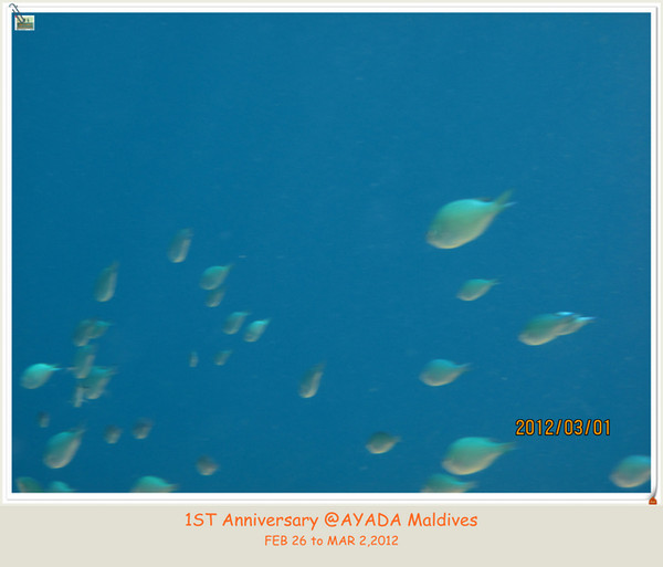 马尔代夫自助游图片