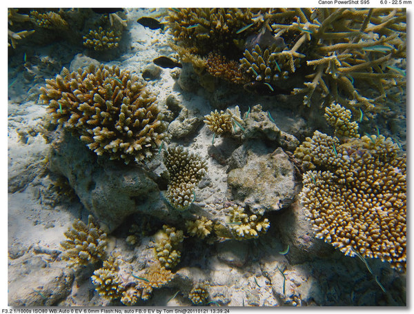 马尔代夫自助游图片