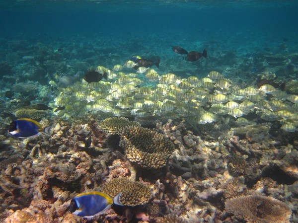 马尔代夫自助游图片