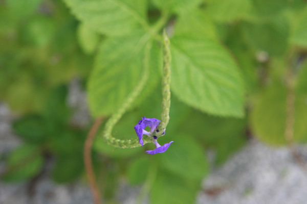 马尔代夫自助游图片 马尔代夫自助游图片