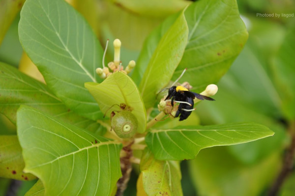马尔代夫自助游图片 马尔代夫自助游图片