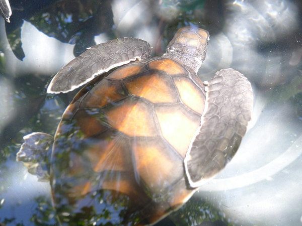 马尔代夫自助游图片 马尔代夫自助游图片