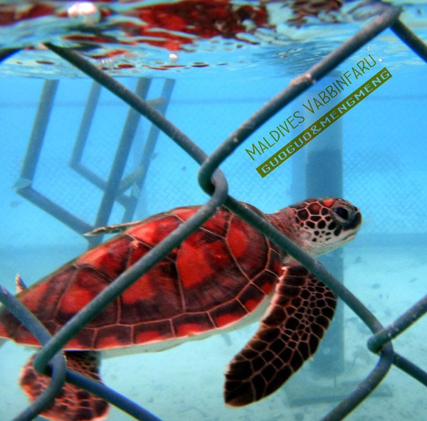 马尔代夫自助游图片 马尔代夫自助游图片