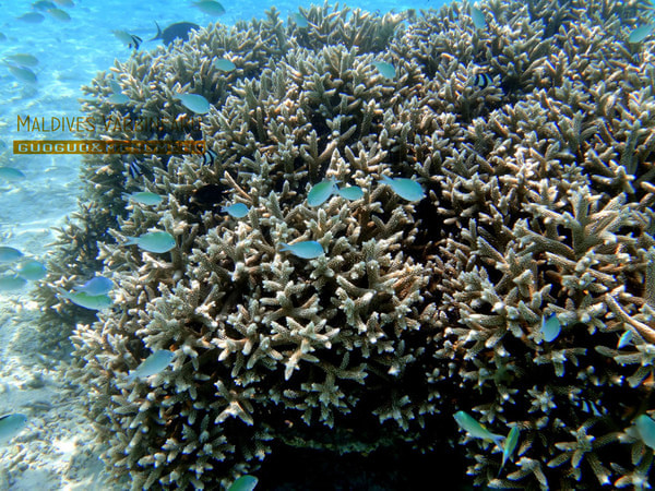 马尔代夫图片 马尔代夫图片