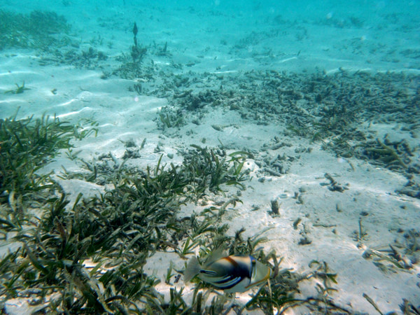 马尔代夫景点图片