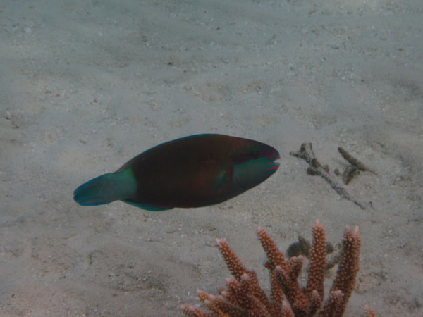 马尔代夫旅游攻略图片 马尔代夫旅游攻略图片