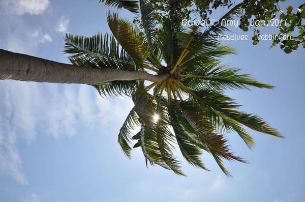 马尔代夫自助游图片