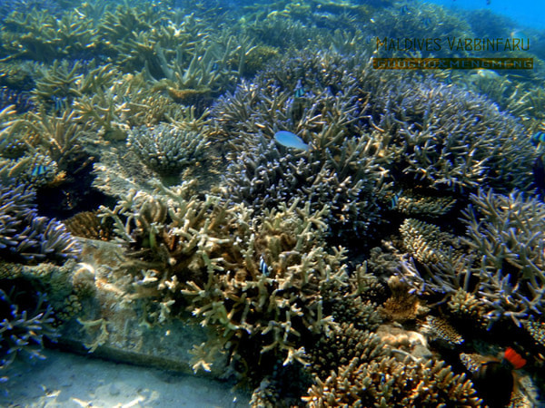 马尔代夫景点图片 马尔代夫景点图片