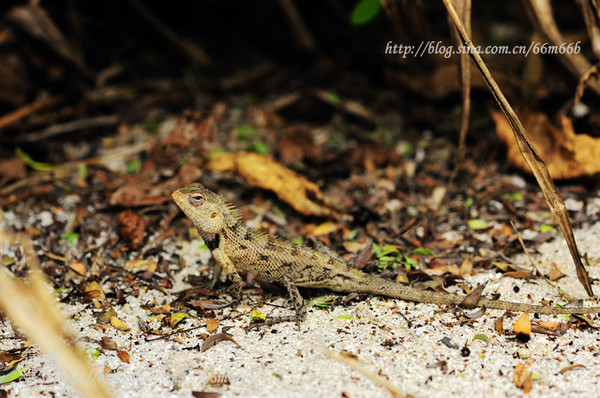 马尔代夫旅游攻略图片 马尔代夫旅游攻略图片