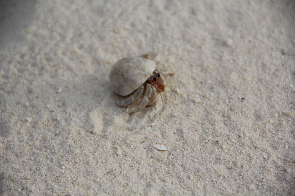 马尔代夫自助游图片