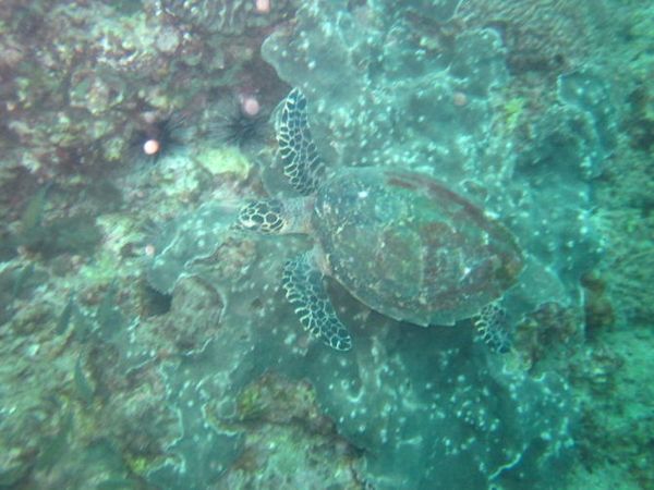 马尔代夫旅游攻略图片 马尔代夫旅游攻略图片