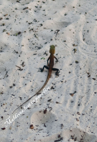 马尔代夫旅游攻略图片