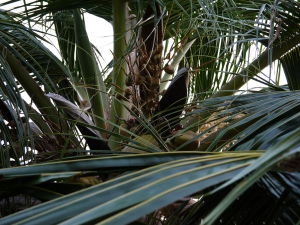 马尔代夫自助游图片 马尔代夫自助游图片