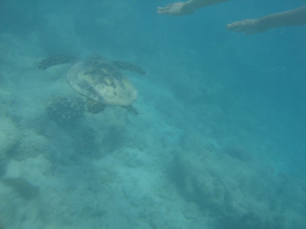 马尔代夫自助游图片