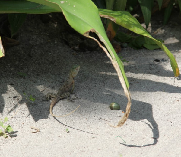 马尔代夫自助游图片