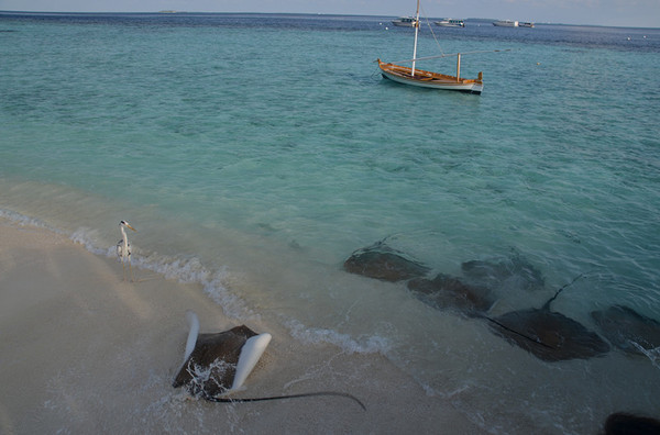 马尔代夫旅游攻略图片