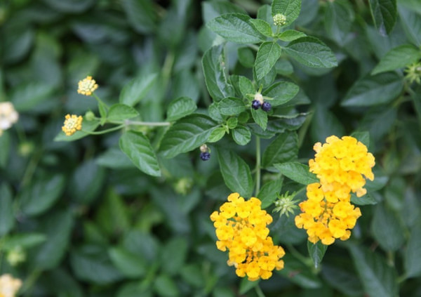马尔代夫景点图片