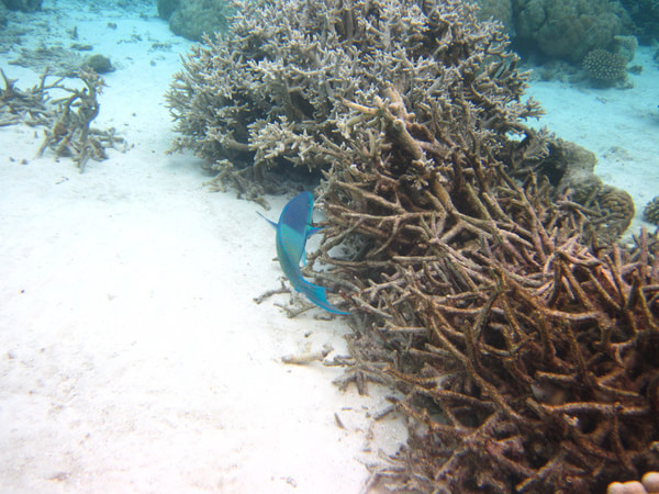 马尔代夫图片 马尔代夫图片