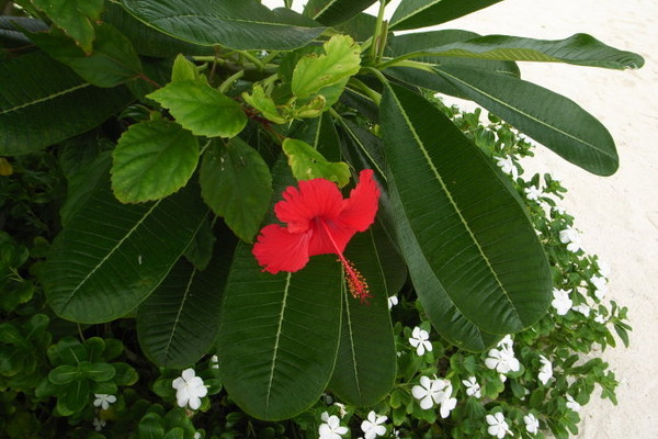 安娜塔拉岛图片