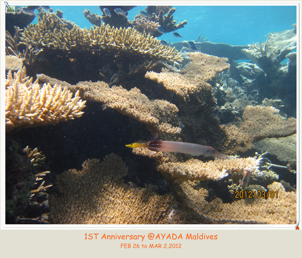 马尔代夫景点图片