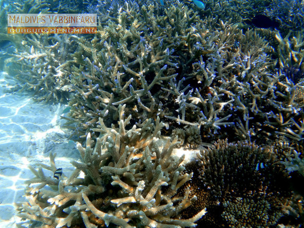 马尔代夫景点图片 马尔代夫景点图片