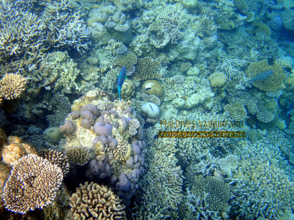 马尔代夫旅游攻略图片 马尔代夫旅游攻略图片