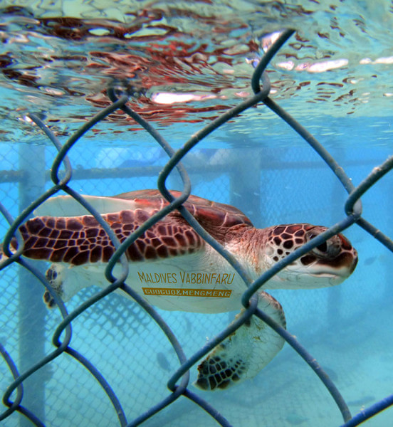 马尔代夫旅游攻略图片 马尔代夫旅游攻略图片