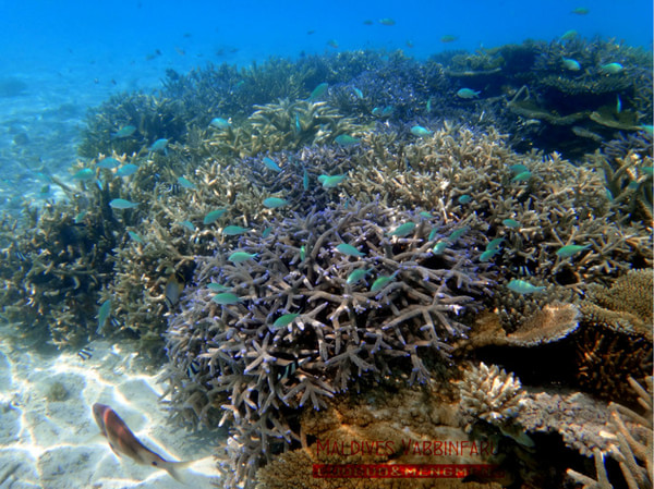 马尔代夫景点图片 马尔代夫景点图片