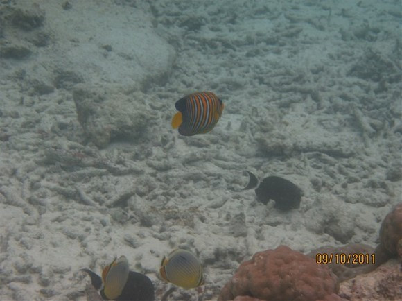 马尔代夫景点图片