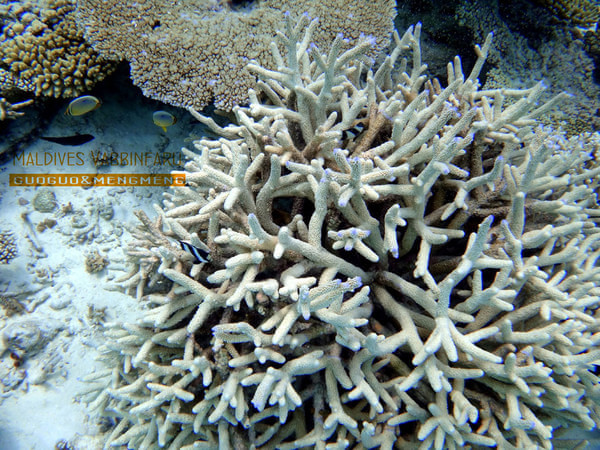 马尔代夫旅游攻略图片 马尔代夫旅游攻略图片