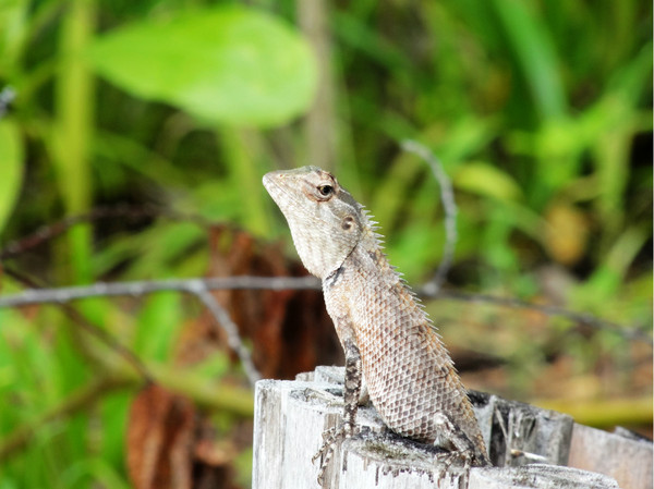 马尔代夫旅游攻略图片