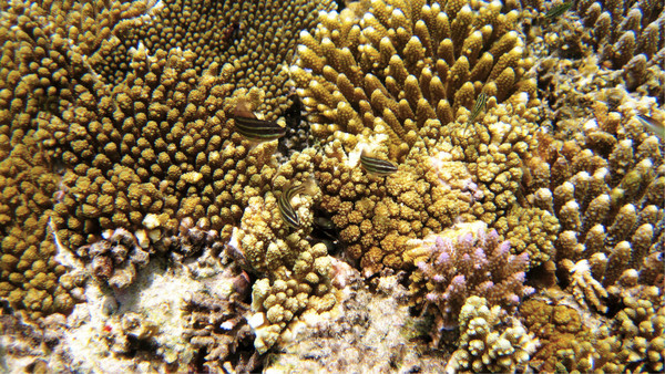 马尔代夫自助游图片