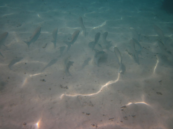 马尔代夫旅游攻略图片 马尔代夫旅游攻略图片