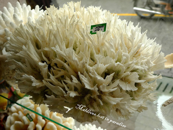 马尔代夫自助游图片