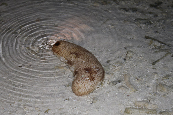 马尔代夫景点图片 马尔代夫景点图片