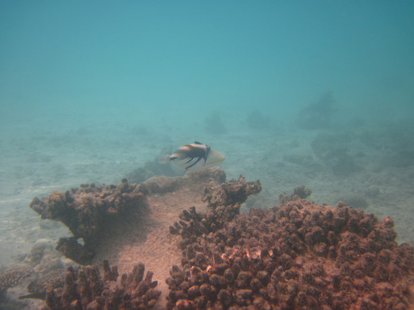 马尔代夫旅游攻略图片 马尔代夫旅游攻略图片