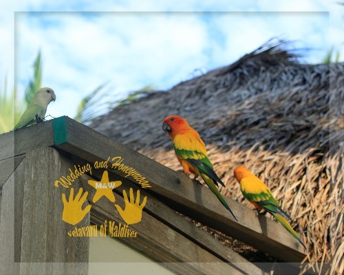 马尔代夫旅游攻略图片 马尔代夫旅游攻略图片