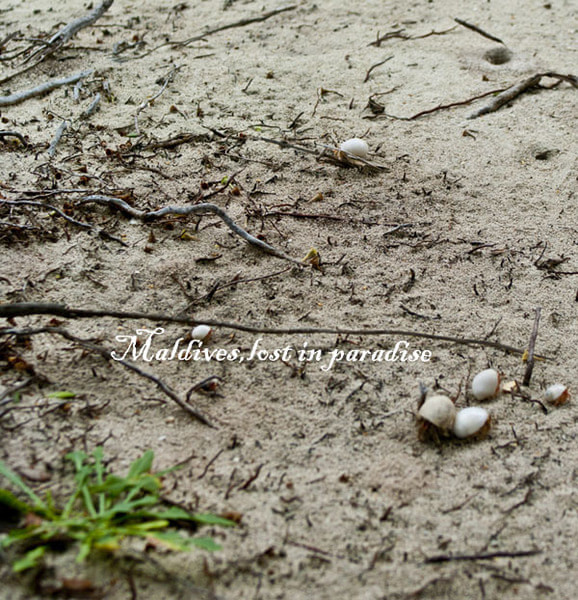 马尔代夫景点图片