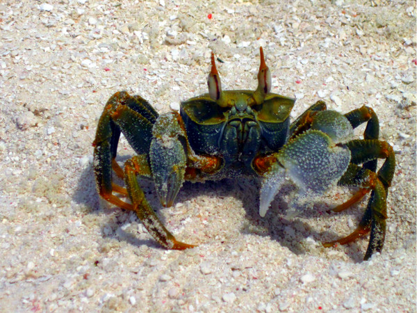 马尔代夫自助游图片