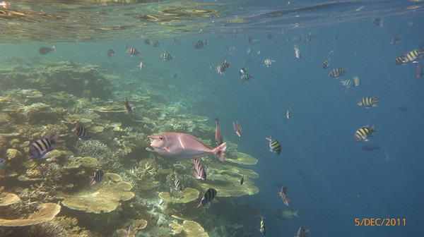 马尔代夫自助游图片