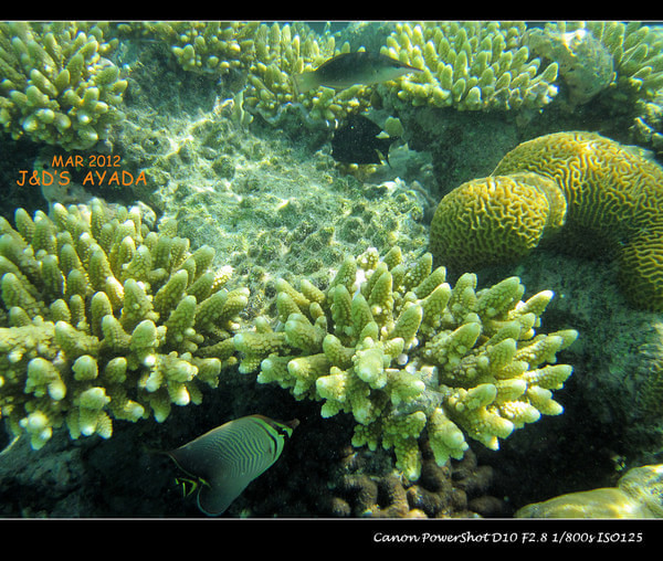 马尔代夫自助游图片