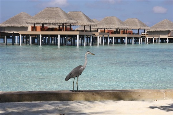 马尔代夫自助游图片