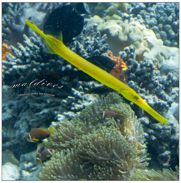 马尔代夫旅游攻略图片 马尔代夫旅游攻略图片