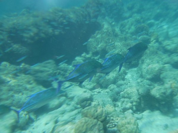 马尔代夫自助游图片