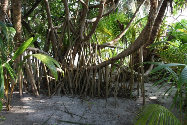 马尔代夫旅游攻略图片