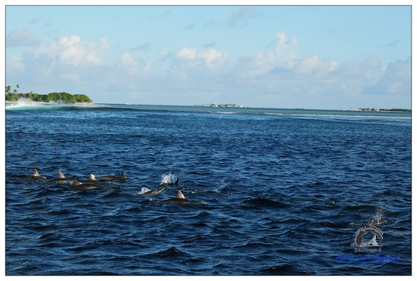 马尔代夫旅游攻略图片