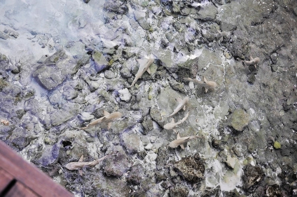 马尔代夫旅游攻略图片